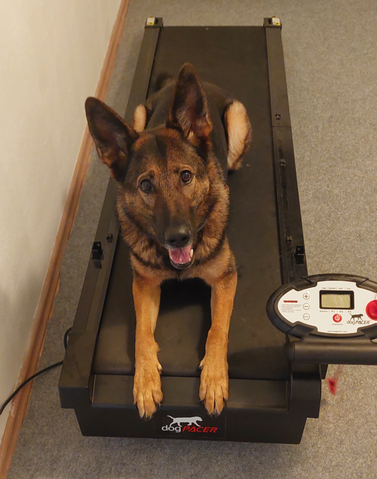 Laufbandtraining Hund Hela