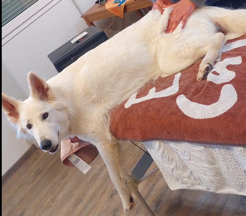 Tiermassage Hund Nazca