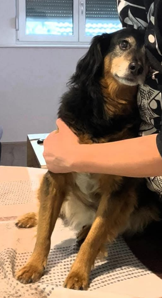 Entspannte Massage Hund Rosi