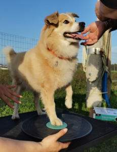 Spaß an Bewegung Sammy